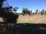 Spelling Agistment in Bullsbrook