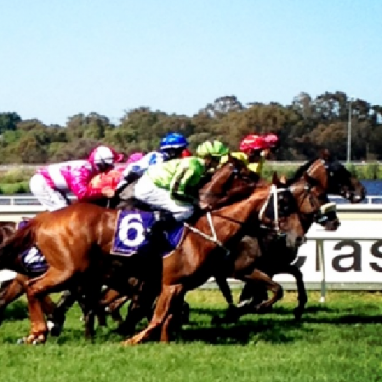 Black Type Listed Winning Mare Free To a Good Home